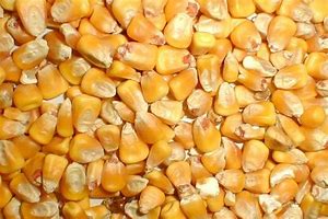 Delong Shelled Corn 10#