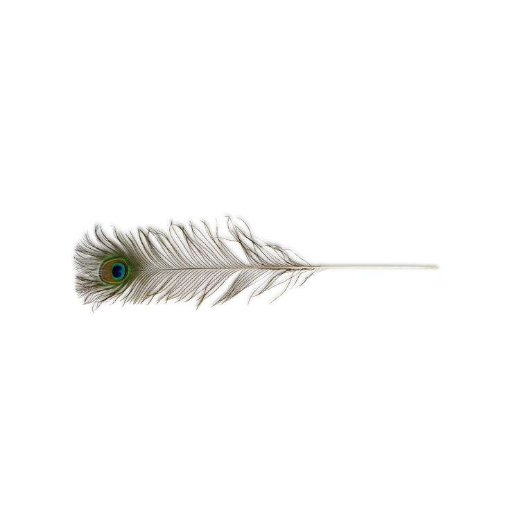 Vee Enterprises Cat Toy Matural Peacock Feathers Teaser