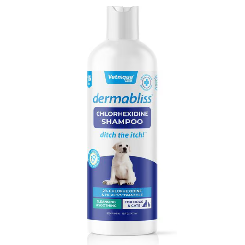 DERMABLISS ANTI BAC SHAMPOO 16OZ